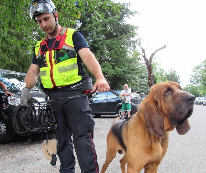 I cani molecolari alla ricerca di Cavazza 