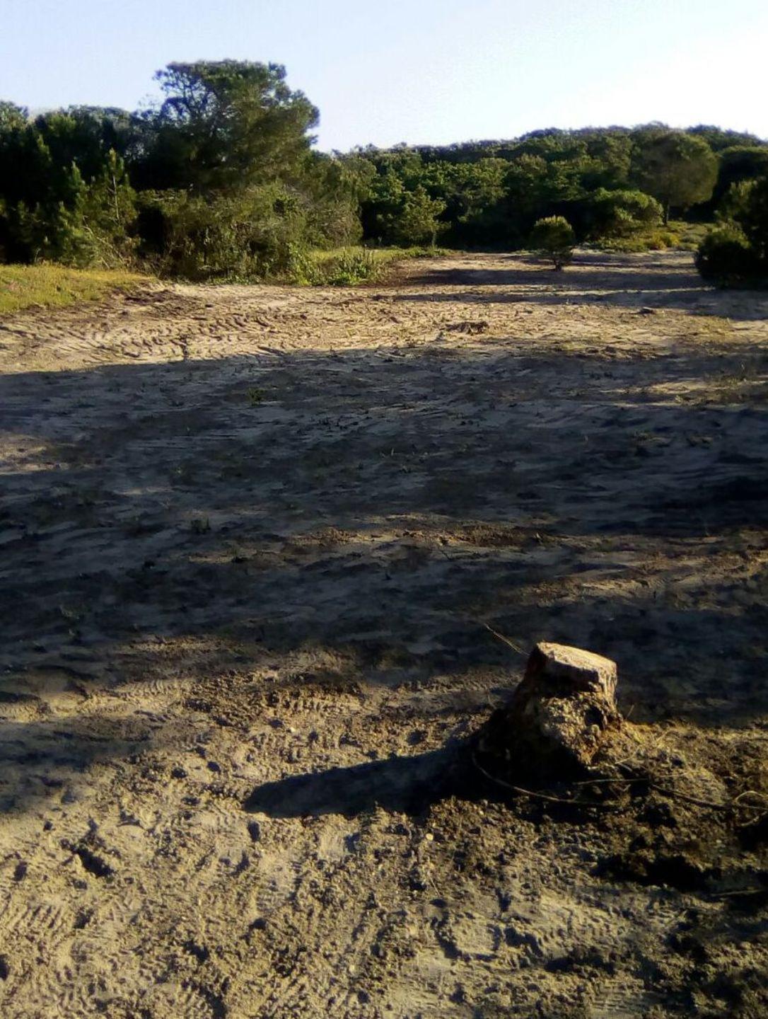 Sorso, ruspe in pineta per fare un parcheggio 