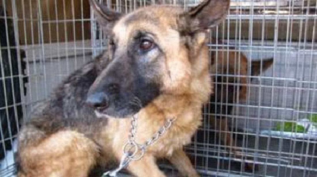 Modena, maltrattava il suo cane: multato per 4mila euro 
