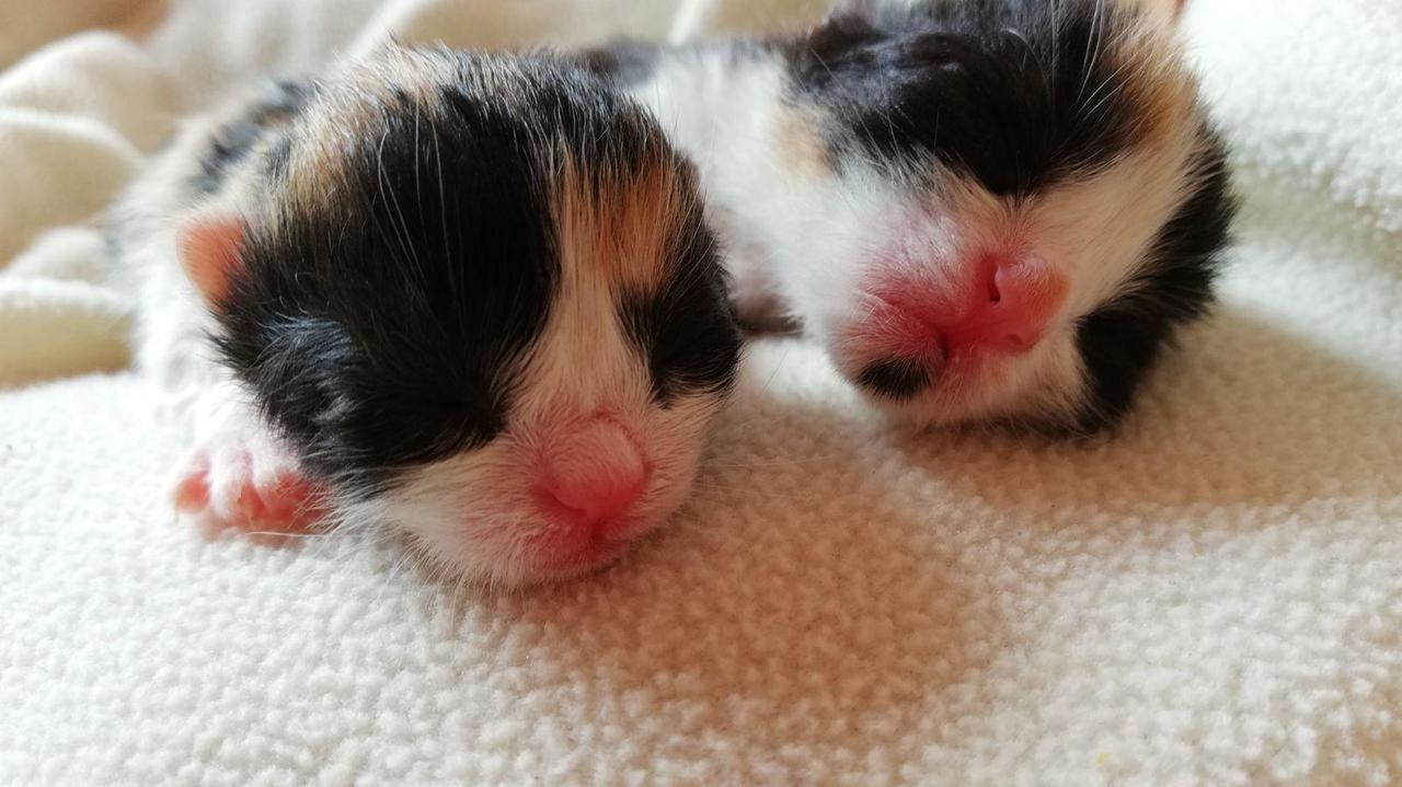 Carpi, i volontari del Gattile salvano 64 cuccioli