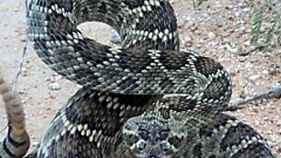 Trova un serpente a sonagli nel parco di una villa