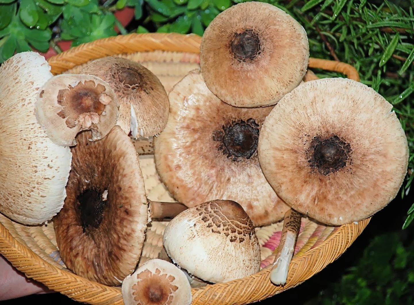 Una guida completa ai funghi in Sardegna 