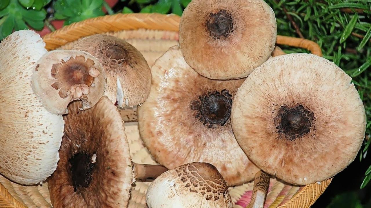 Una guida completa ai funghi in Sardegna