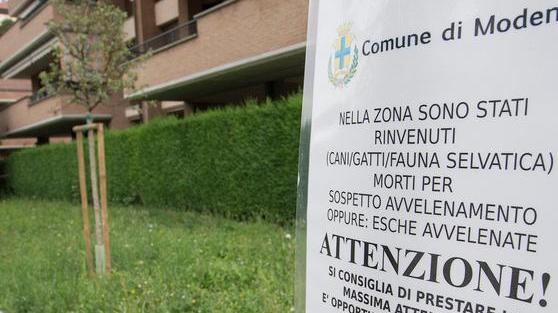 Esche avvelenate: aree verdi transennate