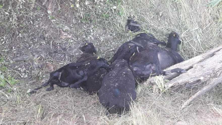 Castelvecchio, allarme lupi: «Ogni notte una strage»