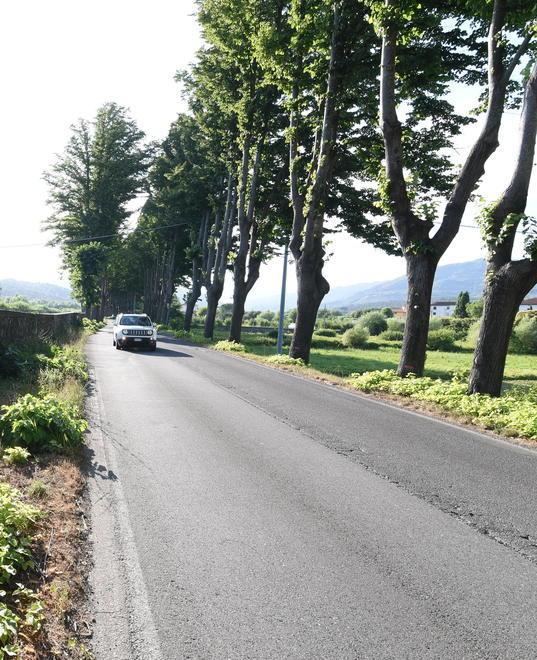 Potature selvagge, parla la Lipu «Così non si tutelano i nidi» 