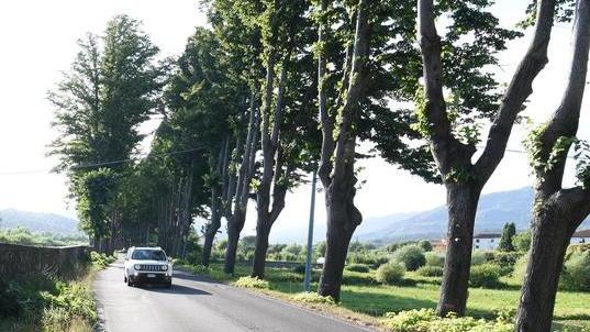 Potature selvagge, parla la Lipu «Così non si tutelano i nidi»