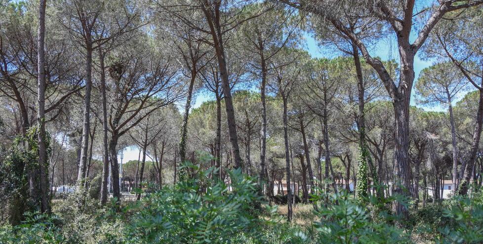 Pineta del Tombolo, è allarme «Così rischia di scomparire» 