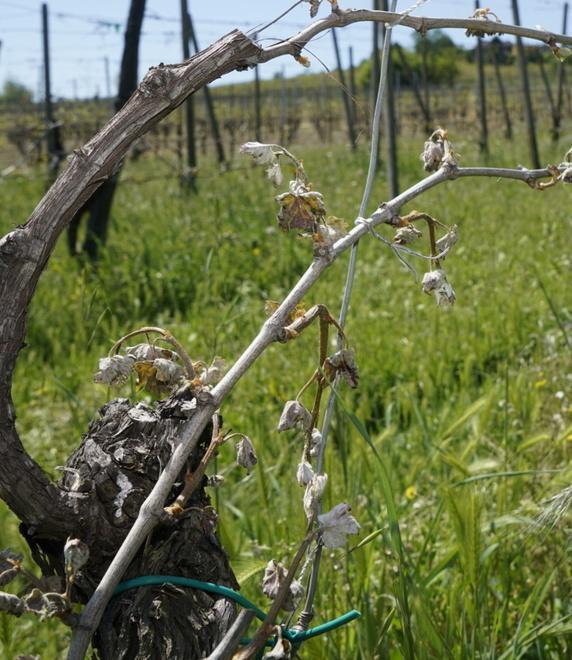 Nessun rimborso dopo le ultime gelate Agricoltori infuriati 