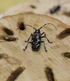 Un milione di euro per le piante distrutte a causa del tarlo asiatico