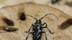 Un milione di euro per le piante distrutte a causa del tarlo asiatico
