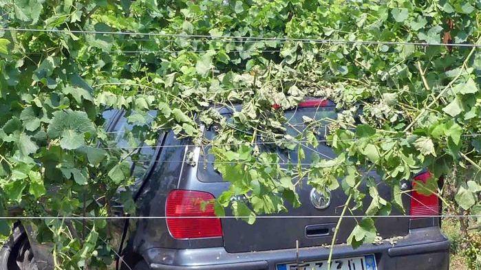 «Sono stato rapinato dell’auto» Poi la ritrovano in un vigneto