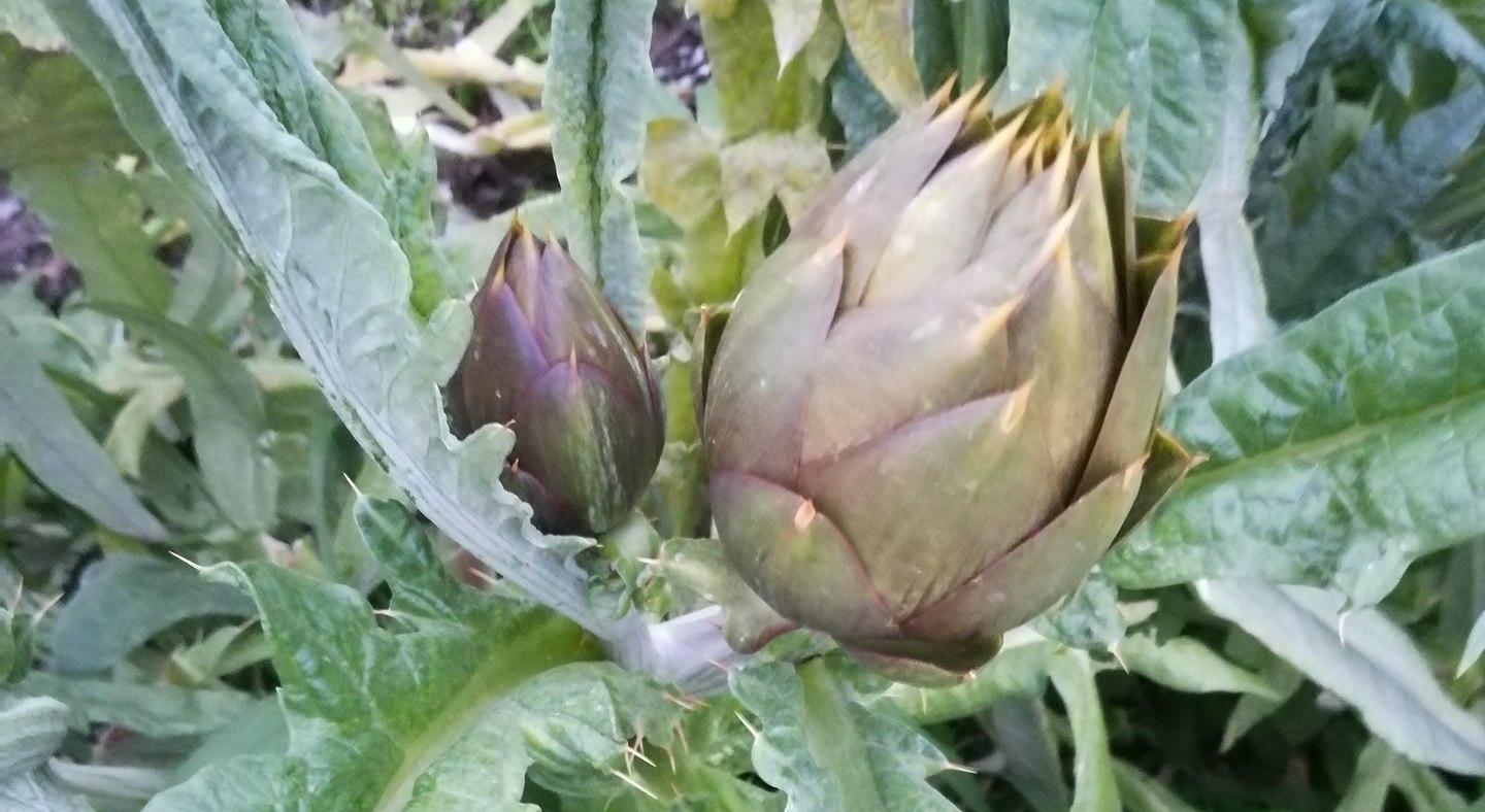 Il carciofo diventa bio e guarda a nuovi mercati 