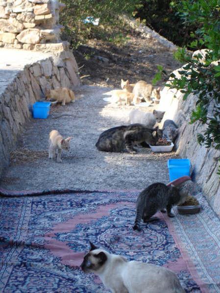 Siniscola, il sindaco dà il via libera a due colonie feline 