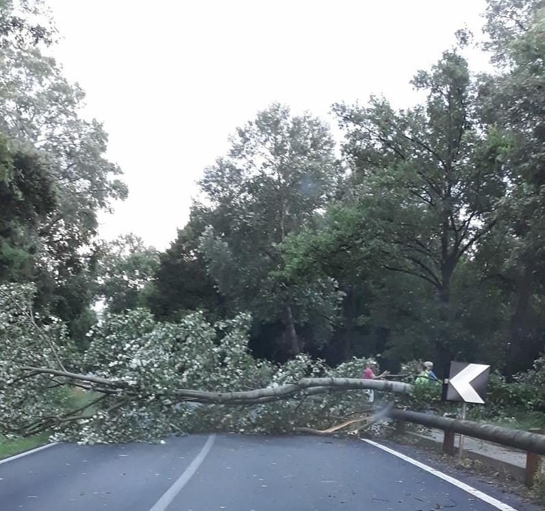 Uno degli alberi caduti sulle strade del Basso Ferrarese