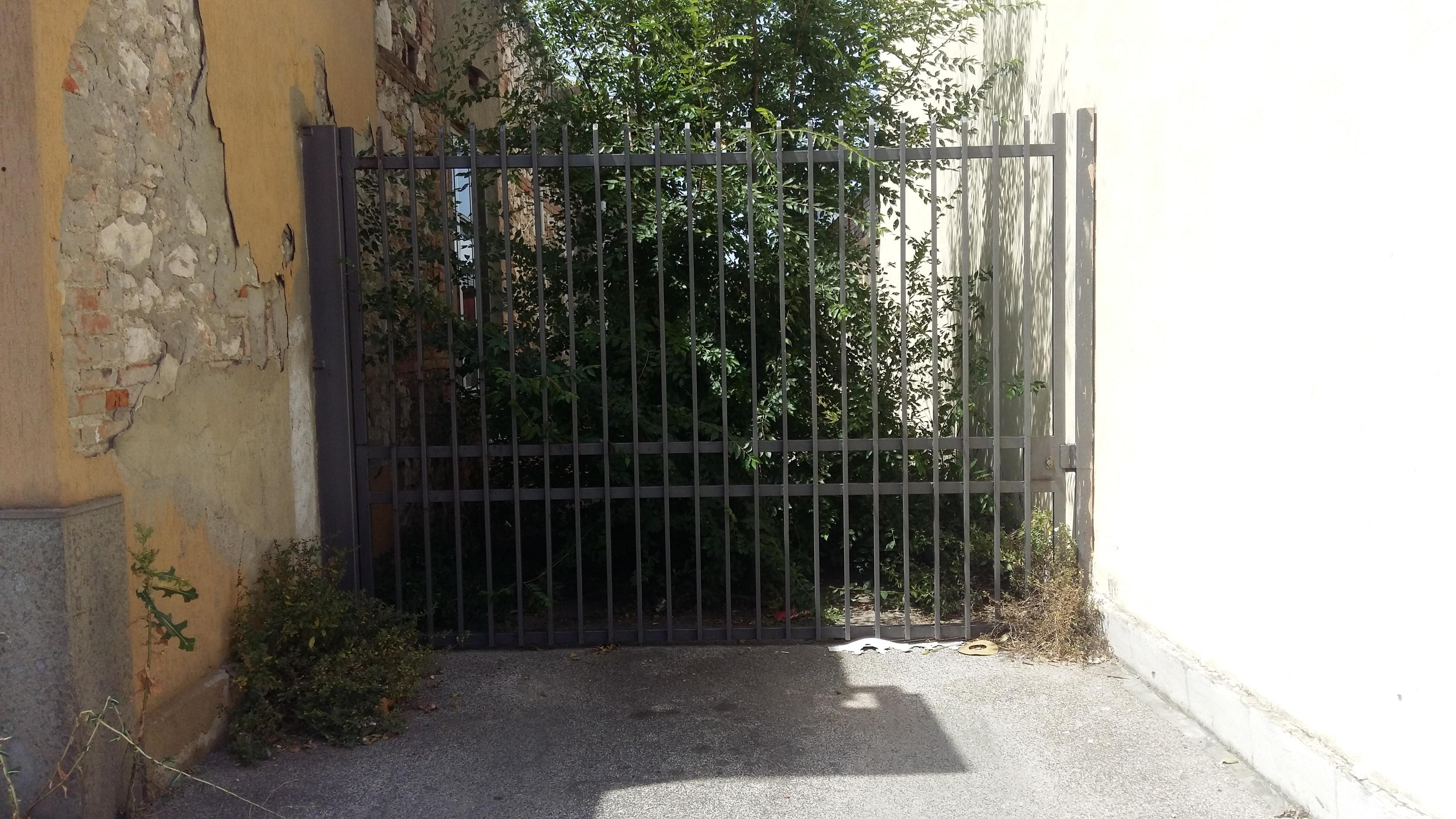 Per strada si scatena la “caccia” all’iguana 
