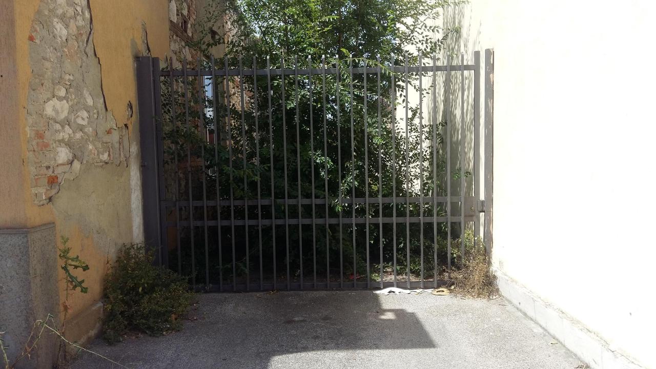 Per strada si scatena la “caccia” all’iguana