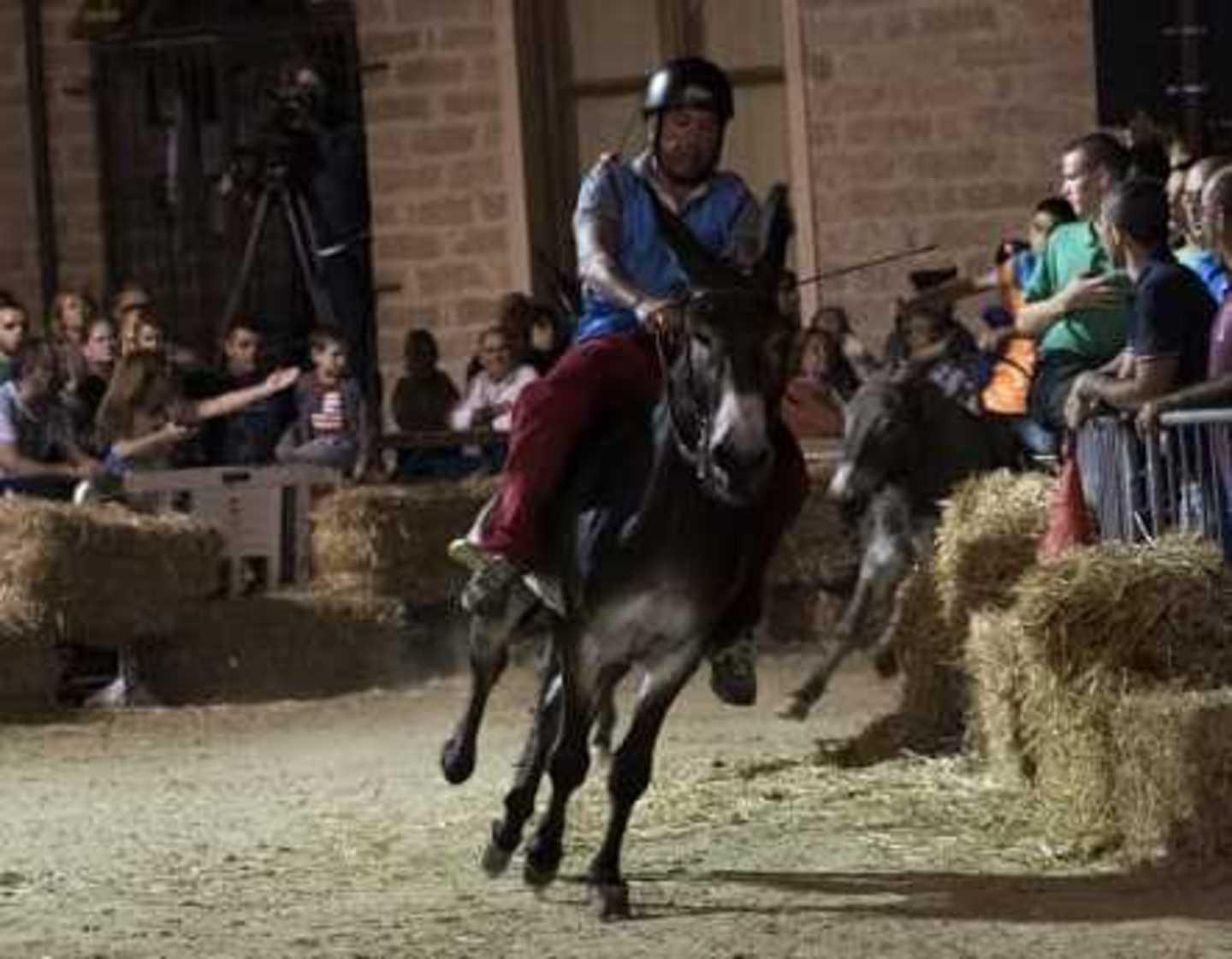 Al Palio degli asinelli in gara anche gli ospiti olandesi