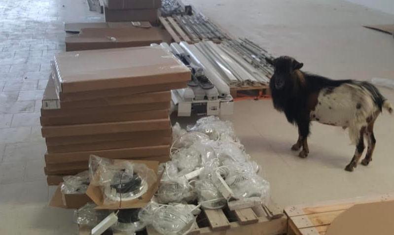 Olbia, capra a passeggio nel capannone Lidl: si cerca il proprietario 