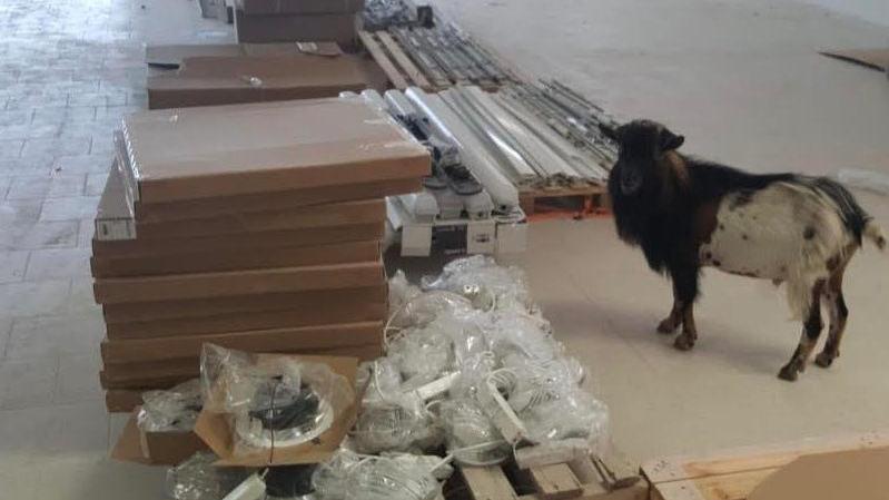 Olbia, capra a passeggio nel capannone Lidl: si cerca il proprietario