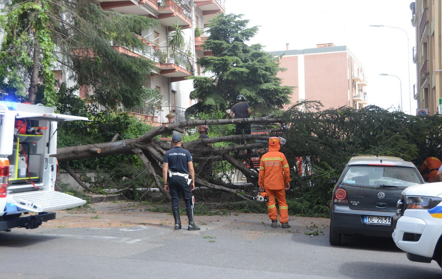 Albero sulle auto, sfiorata la tragedia 