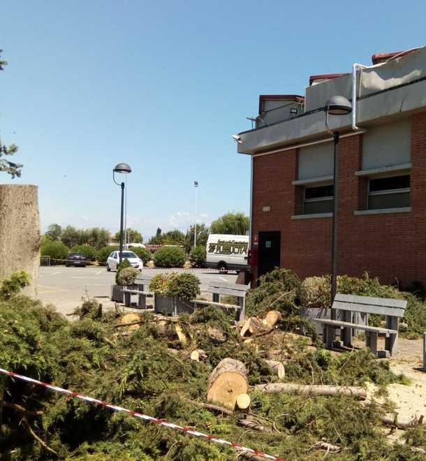 L'albero caduto sul circolo a Ponte a Elsa
