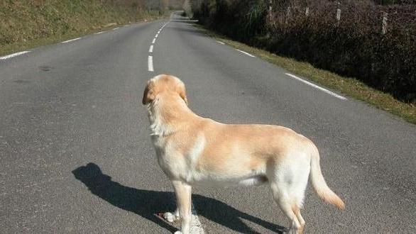 Cani e gatti abbandonati, numeri ancora altissimi