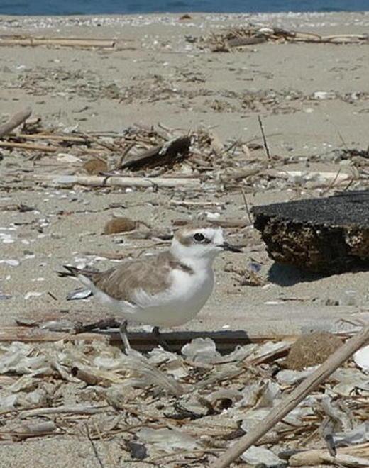 Due pulcini di Fratino sulla spiaggia del Gombo «Ora vanno protetti»