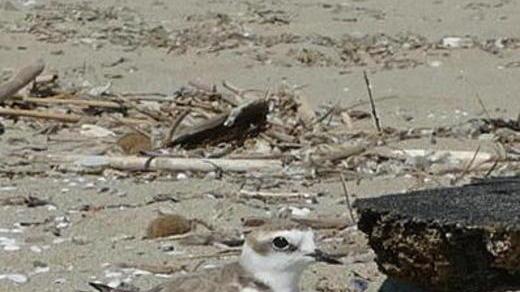 Due pulcini di Fratino sulla spiaggia del Gombo «Ora vanno protetti»