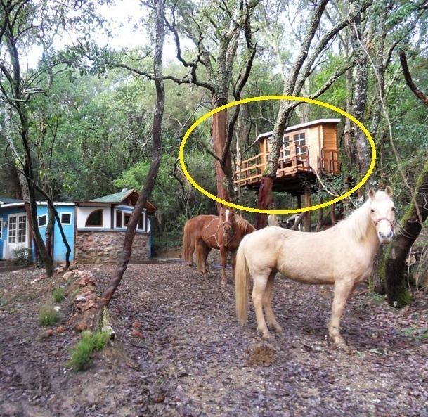 Affittano casine sugli alberi, coppia nei guai 