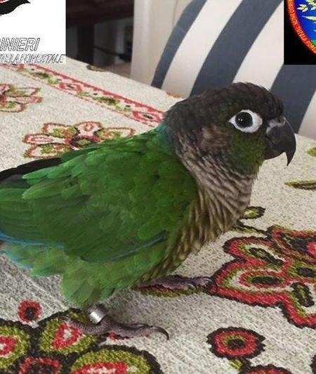 Ritrovato un rarissimo pappagallo “Conuro”