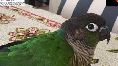 Ritrovato un rarissimo pappagallo “Conuro”