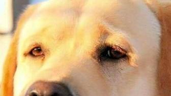 Labrador di 5 anni ucciso dal veleno lungo il Serchio