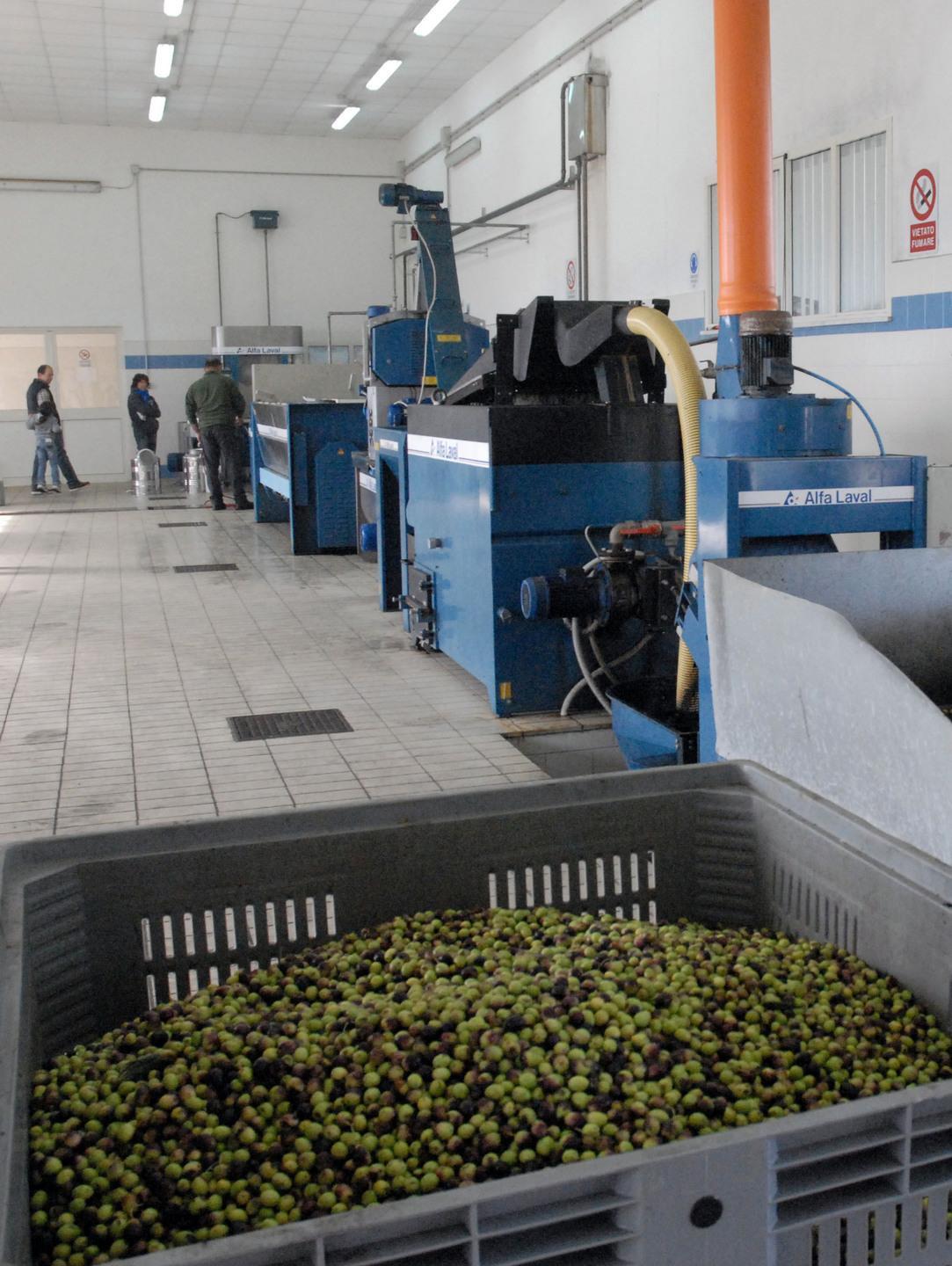 Oleificio, serve più assistenza tecnica 