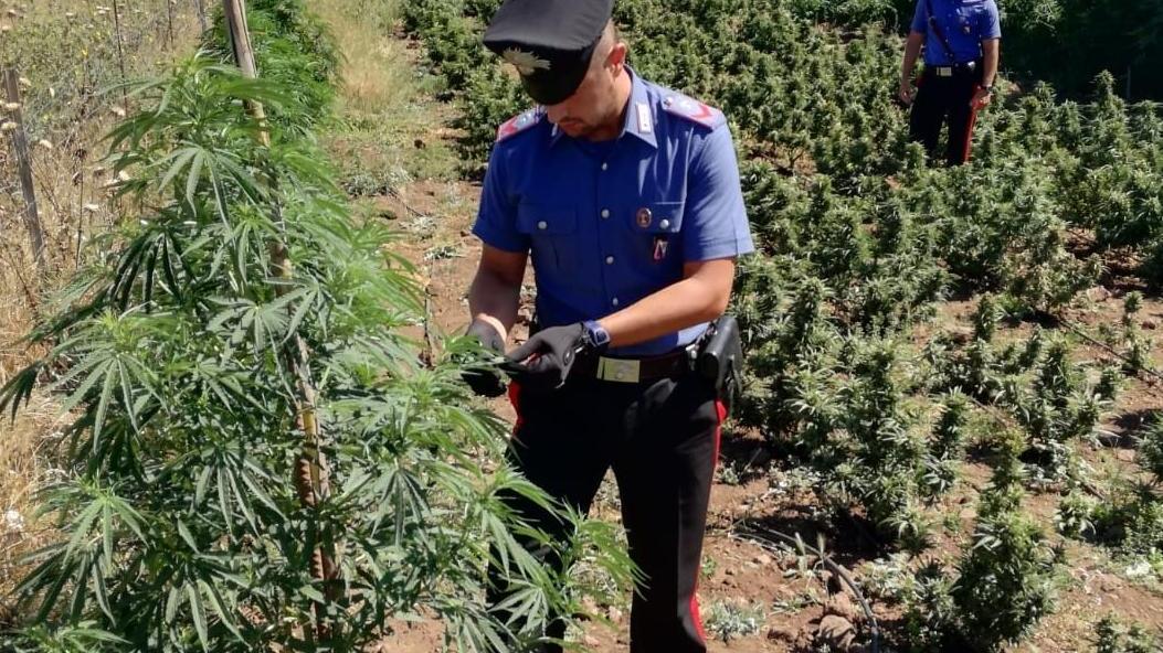 Coltivava una piantagione di cannabis: arrestato 