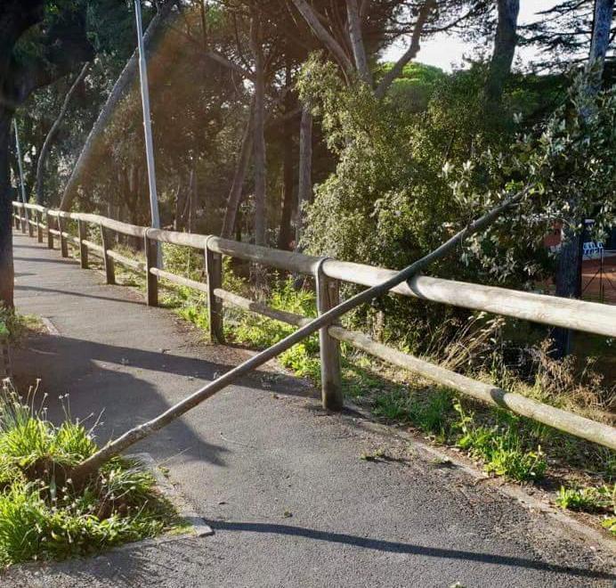 Albero sradicato di notte l’appello del sindaco «Basta vandalismi»