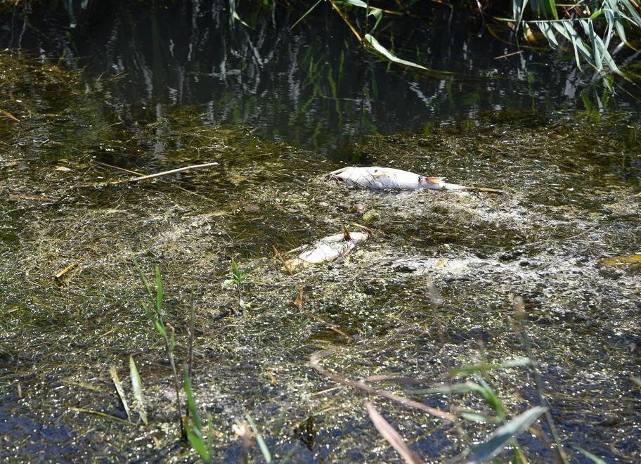 I pesci morti nel fosso denso di erba tagliata (foto Agenzia Bf)