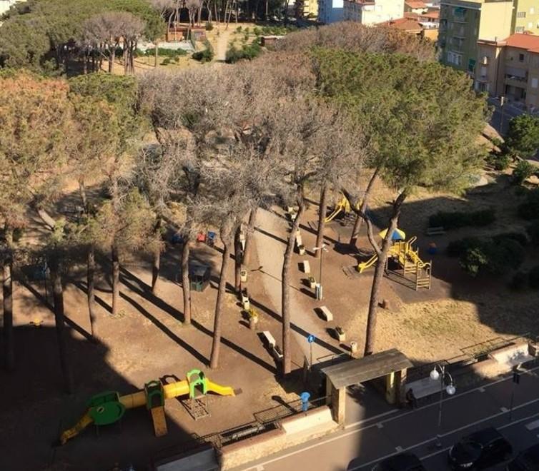Nuove piante in arrivo La pineta diventerà un “parco pubblico”