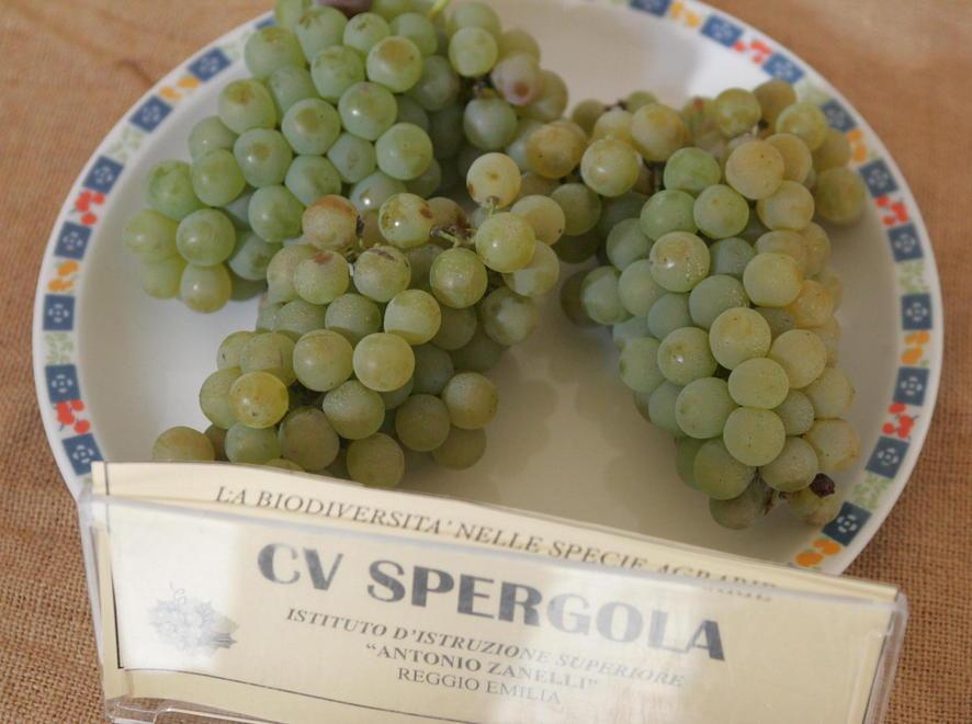 Una serata dedicata alla spergola e al territorio
