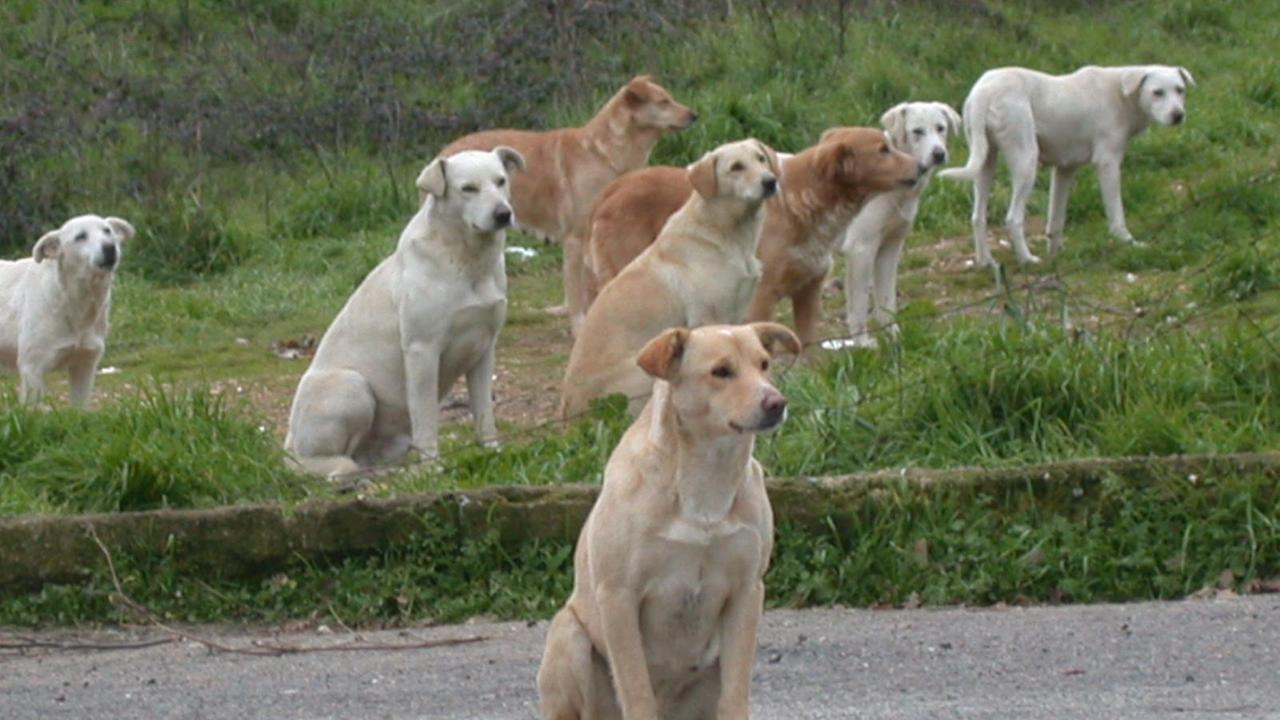 Cani in campagna, immagine di repertorio