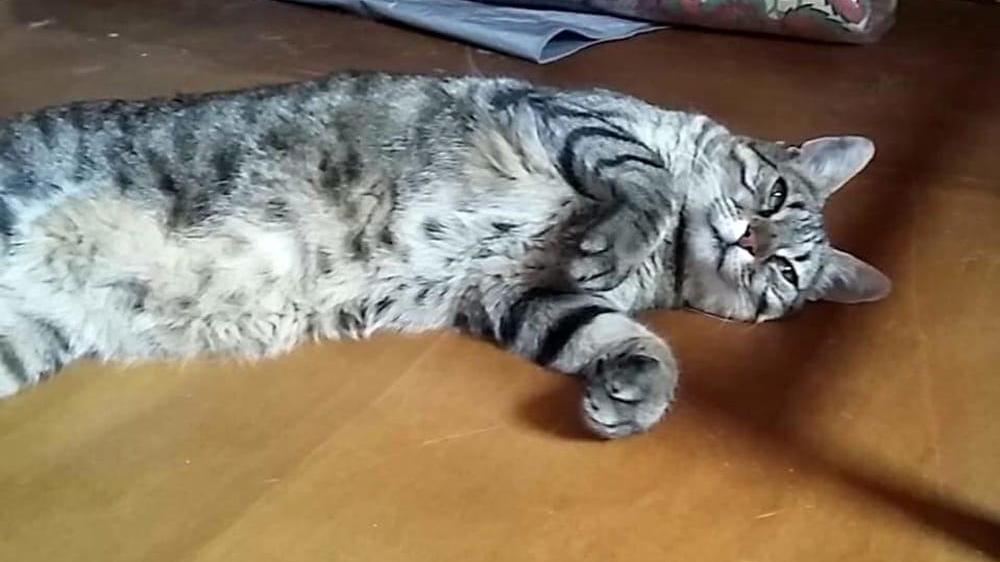 Peppo, il gatto viaggiatore, appena tornato a casa