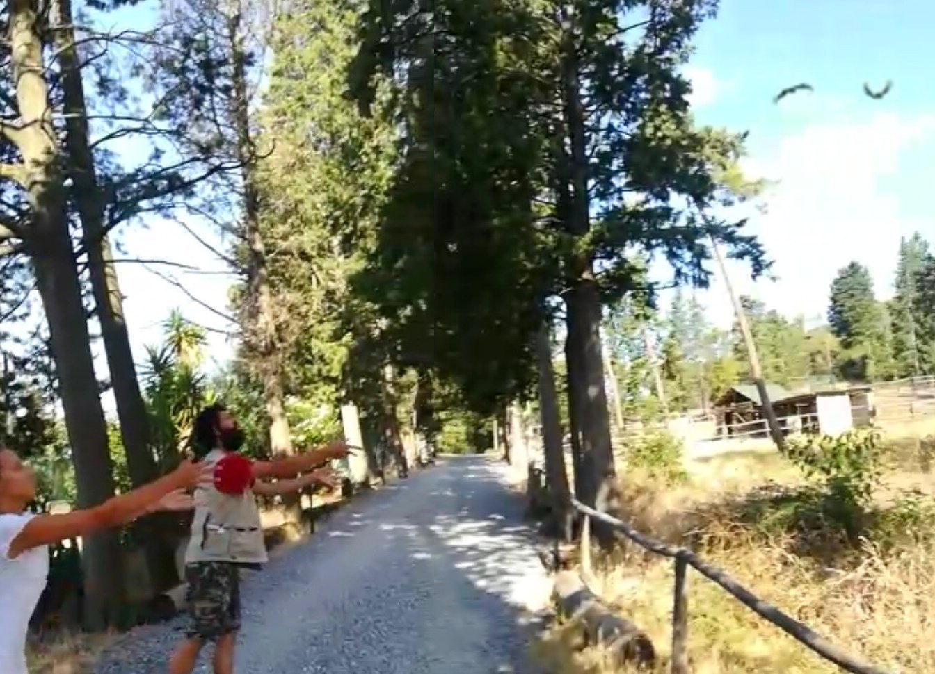 La liberazione dei rondoni nel parco di Galceti