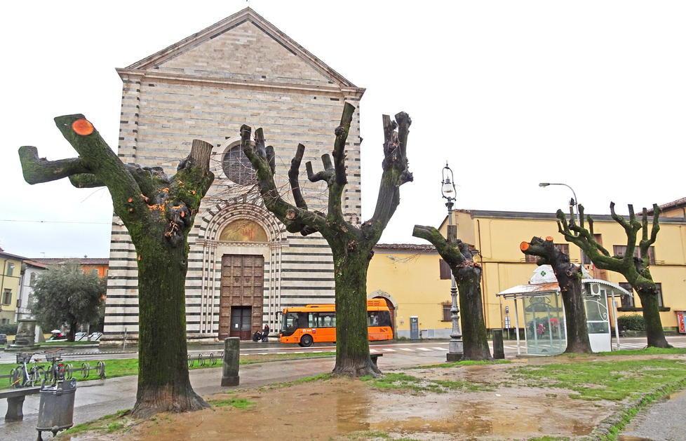 Sessanta alberi tutti nuovi per piazza San Francesco 
