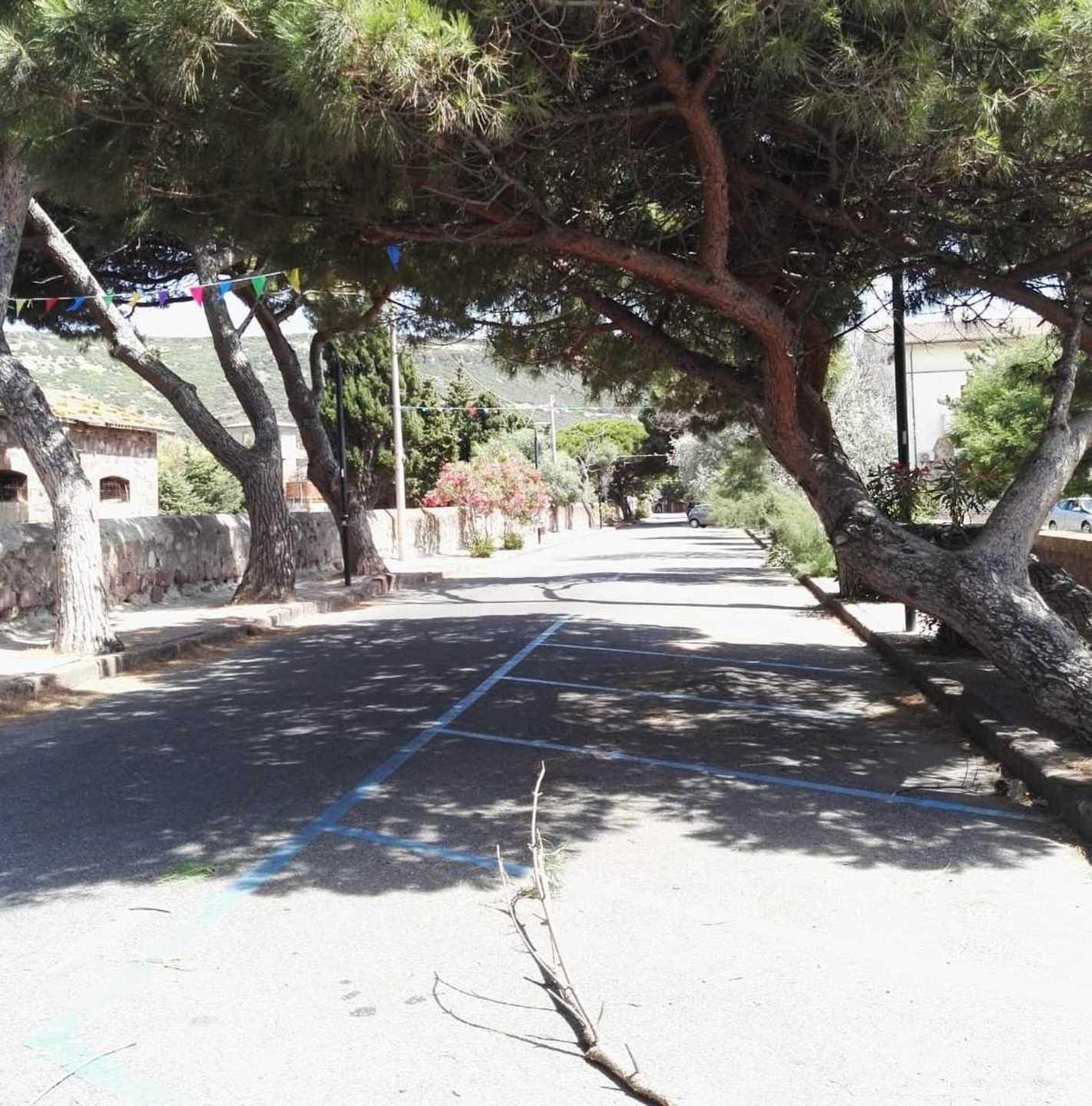 Cade un grosso ramo di pino nella marina