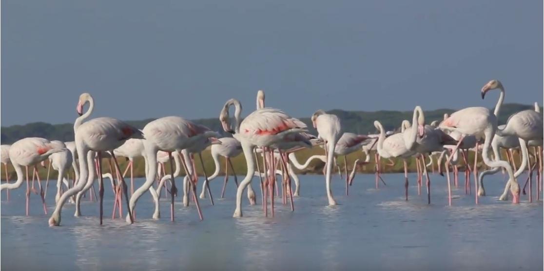 Fenicotteri rosa nella riserva  Diaccia Botrona (fotogramma dal video di Maremmafotonatura)