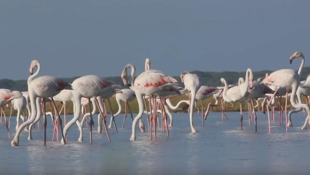 Fenicotteri rosa nella riserva Diaccia Botrona (fotogramma dal video di Maremmafotonatura)