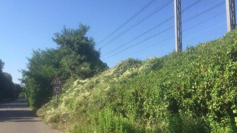 Pericolo erba alta e alberi lungo la via Aurelia a Castiglioncello