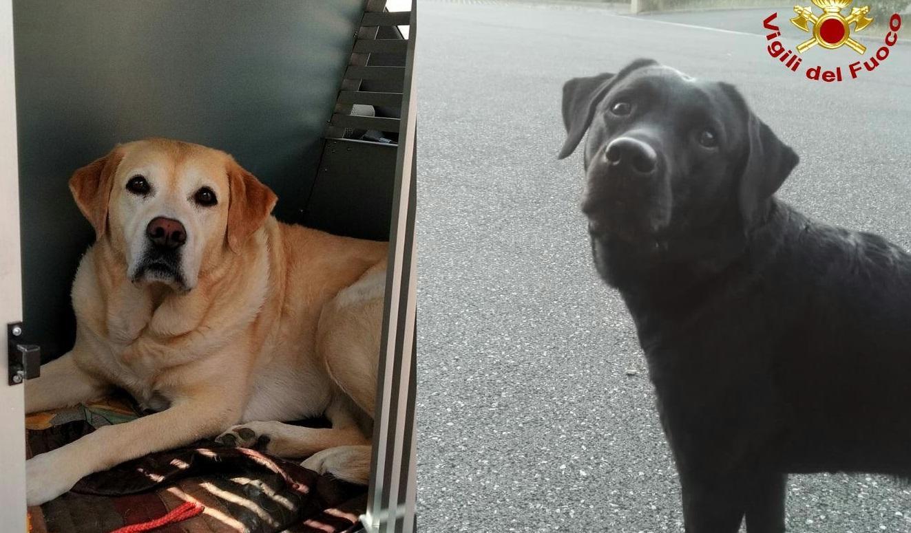 I cani livornesi a caccia della bimba scomparsa a Brescia