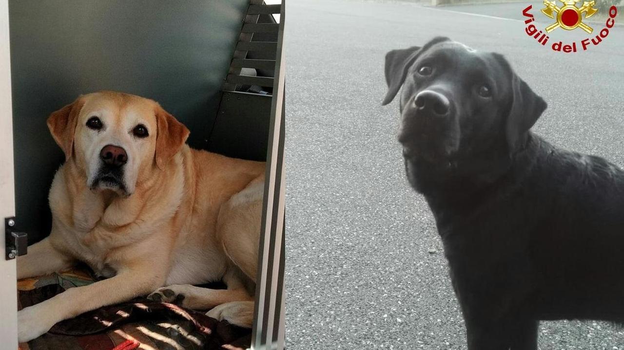 I cani livornesi a caccia della bimba scomparsa a Brescia