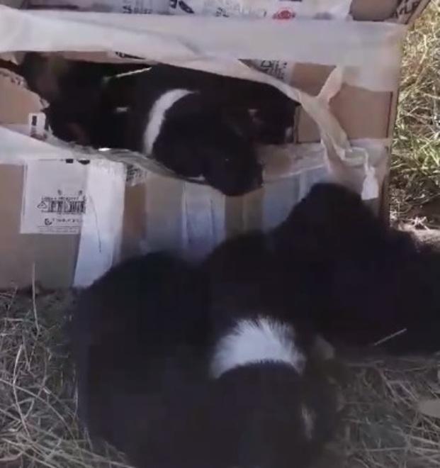 Cuccioli di cane abbandonati per strada in uno scatolone 